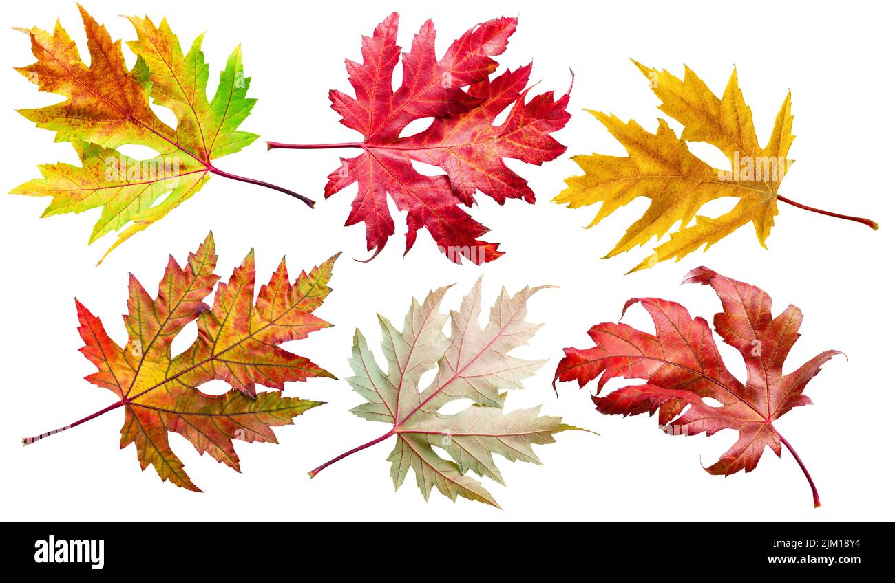 Sei foglie d'acero autunnali di diversi colori isolate su sfondo bianco. Tracciato di ritaglio. Foto Stock