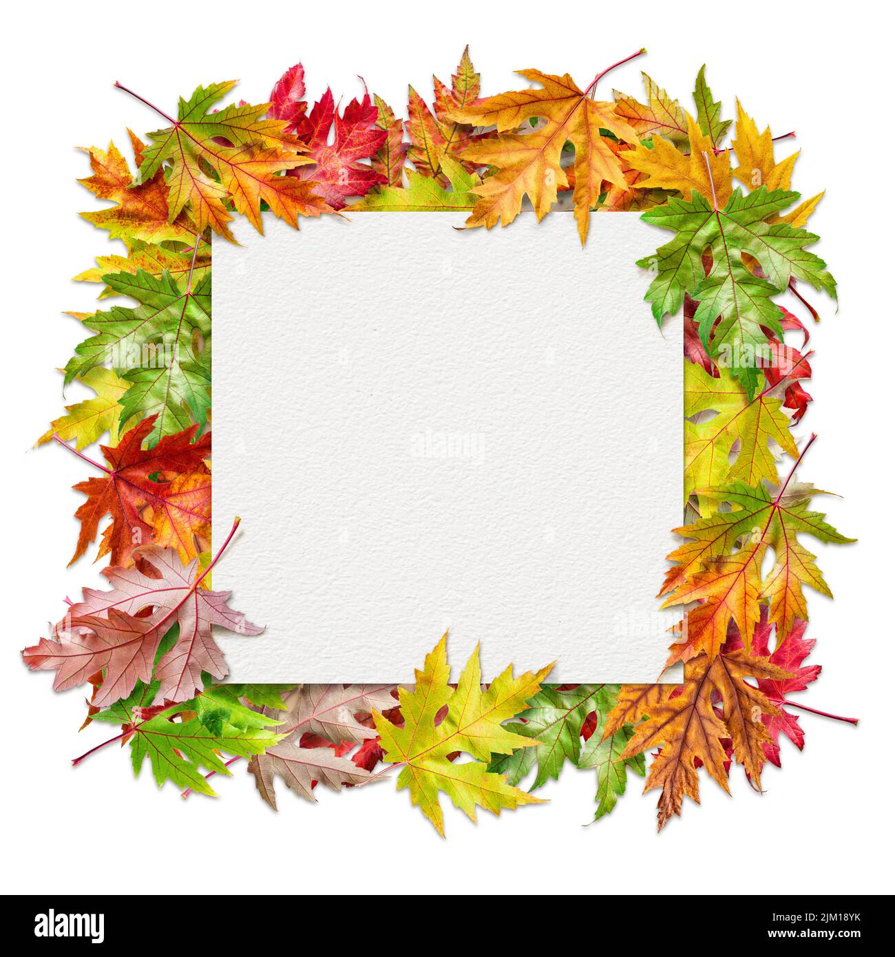 Foglio quadrato di carta di tessitura dell'acquerello fra le foglie colorate dell'acero d'autunno isolate su sfondo bianco. Foto Stock