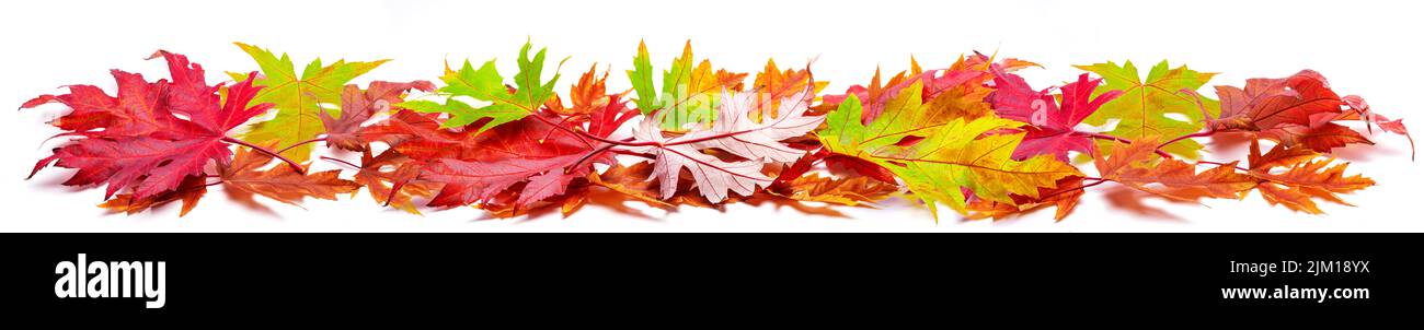 Mucchio orizzontale di foglie di acero autunno colorato isolato su sfondo bianco. Grande arredamento per la pubblicità layout. Molte foglie d'autunno. Foto Stock
