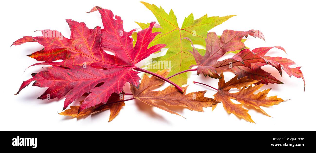 Mucchio orizzontale di foglie di acero autunno colorato isolato su sfondo bianco. Grande arredamento per la pubblicità layout. Molte foglie d'autunno. Foto Stock
