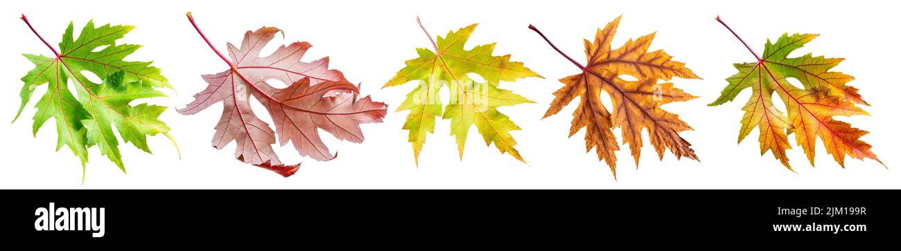 Cinque foglie d'acero autunnali di diversi colori isolate su sfondo bianco. Tracciato di ritaglio. Foto Stock