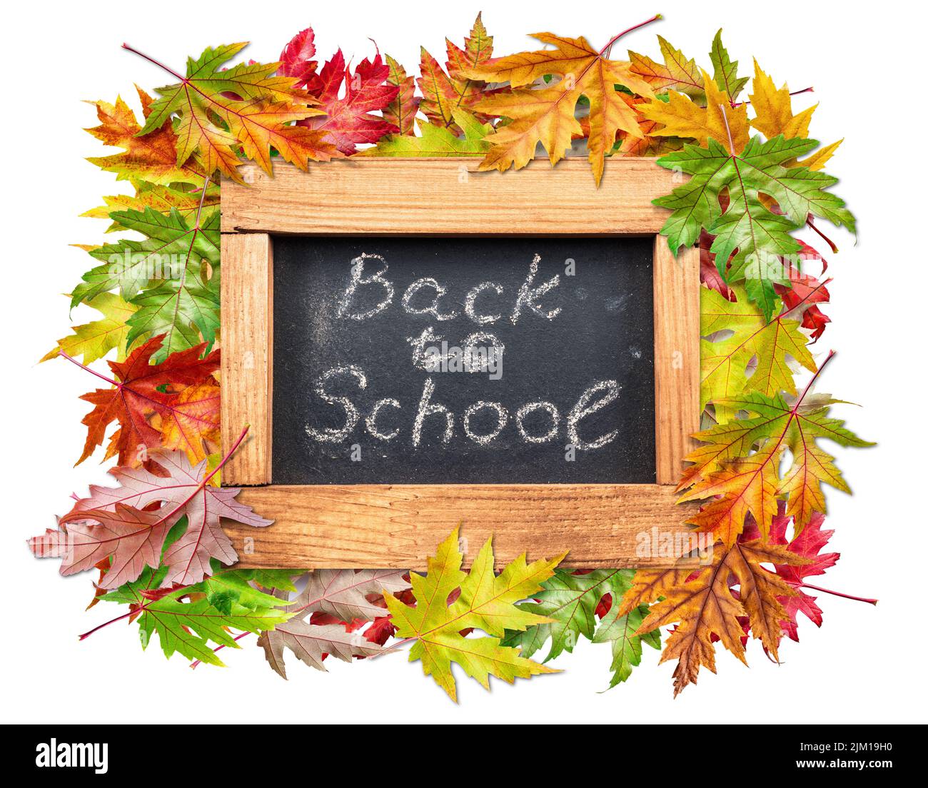 Lavagna iscritta in gesso 'ritorno a scuola' tra le foglie colorate autunnali. Sfondo bianco. Foto Stock