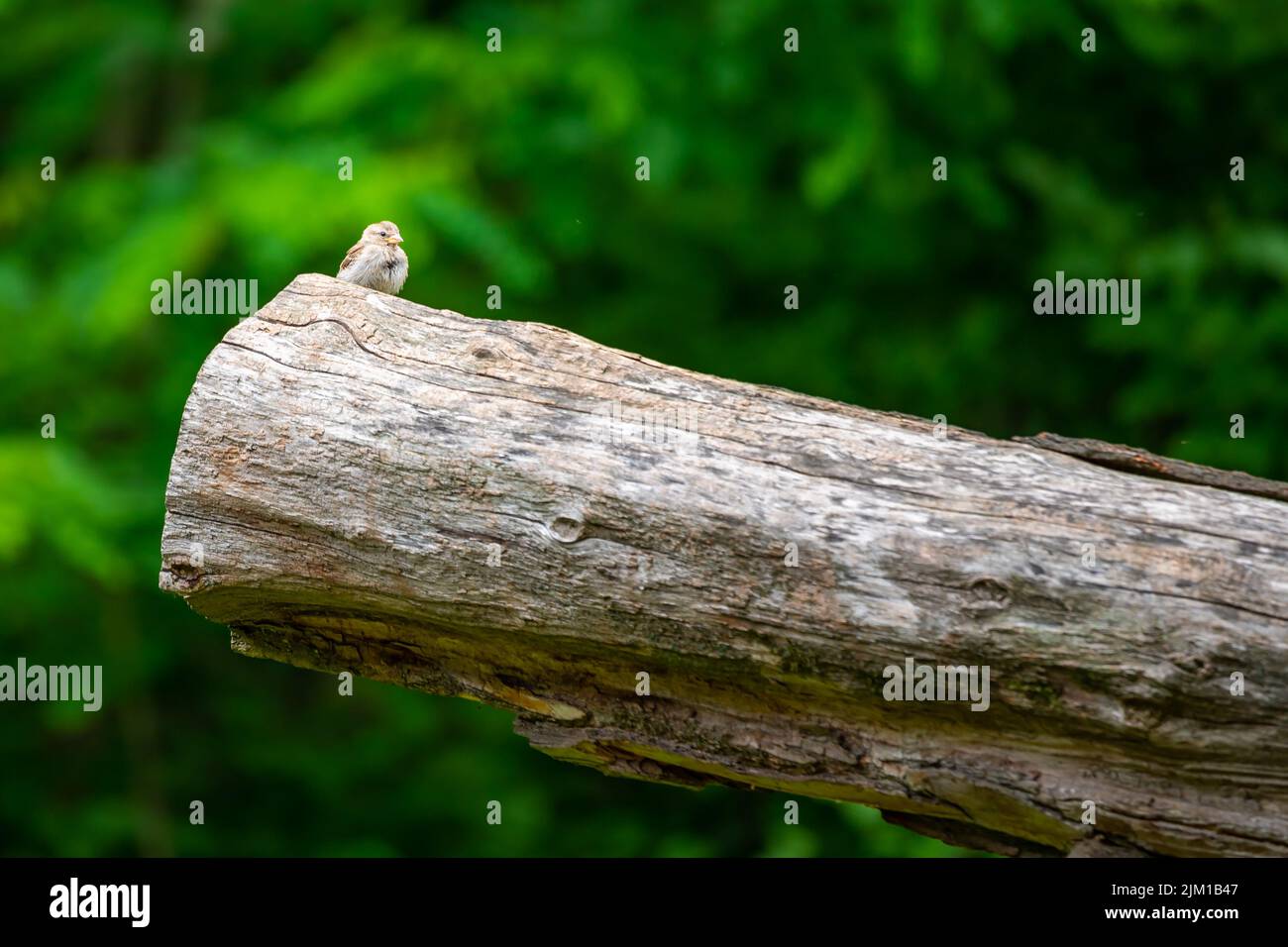 Piccolo uccello marrone è seduto sul tronco grande, sfondo verde. Foto Stock