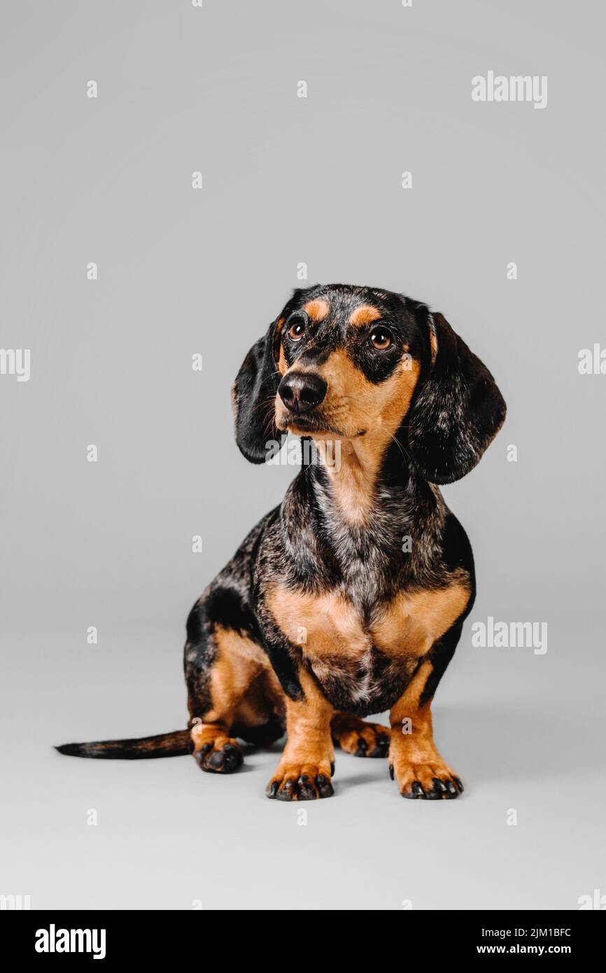 Studio di un adorabile dachshund che si erge di fronte a uno sfondo bianco. Foto Stock