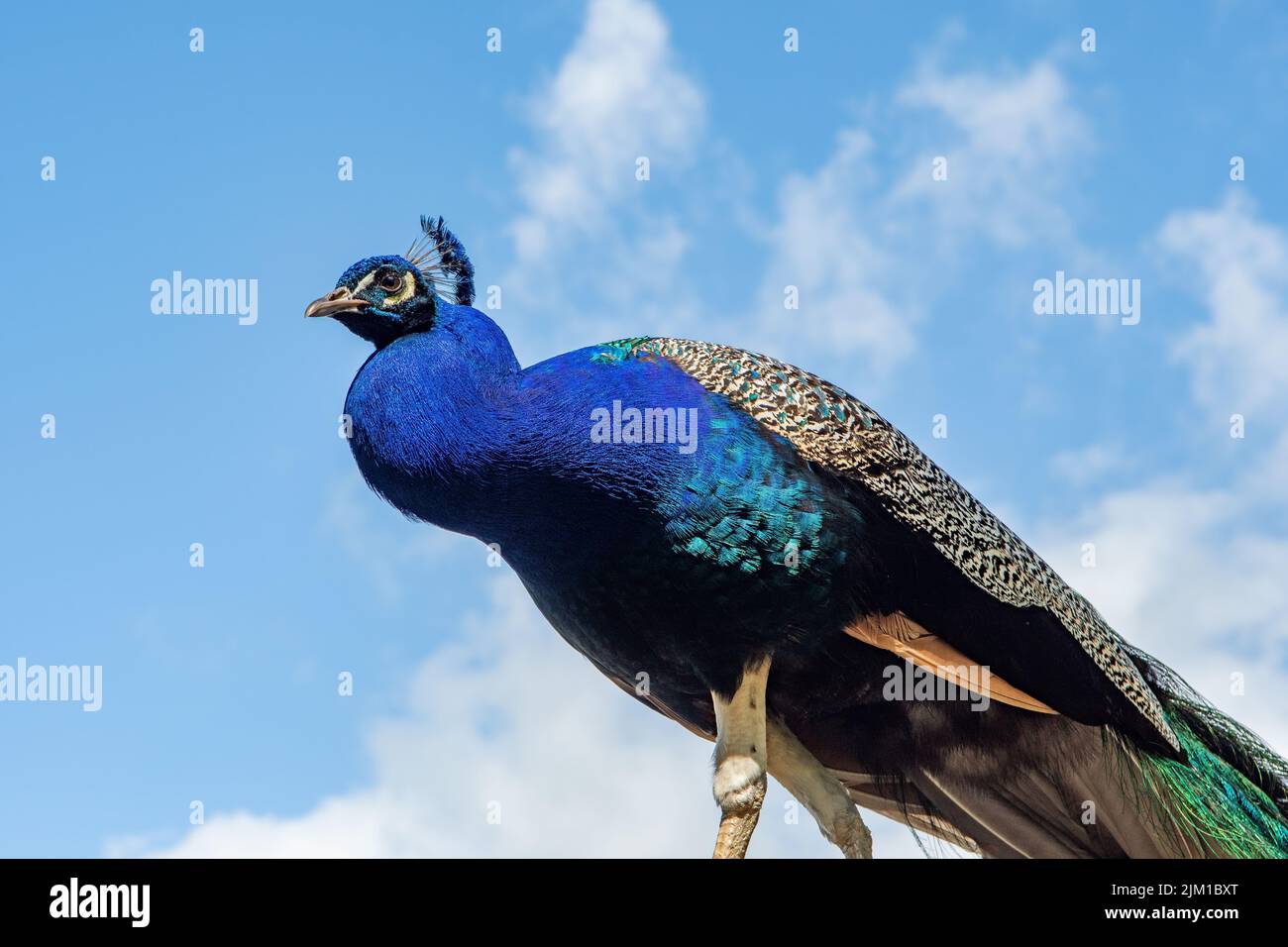Indian Peafowl, Pavo CRIstatus al Sudeley Castle, Winchcombe, Gloucestershire, Inghilterra Foto Stock