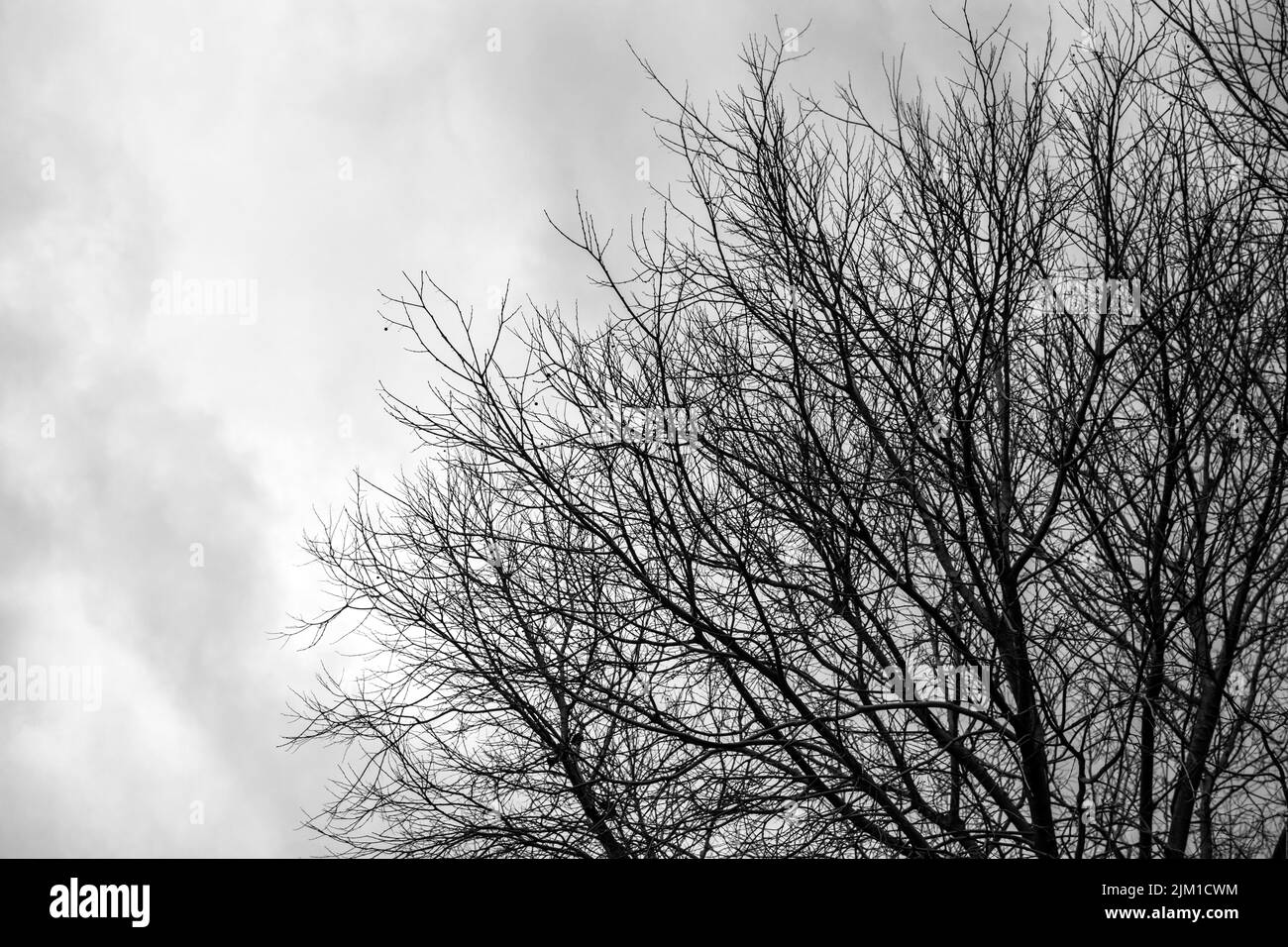 Rami di un albero senza foglie che si estendono come dendriti dal basso a destra dell'immagine contro un cielo nuvoloso come sfondo. Foto Stock