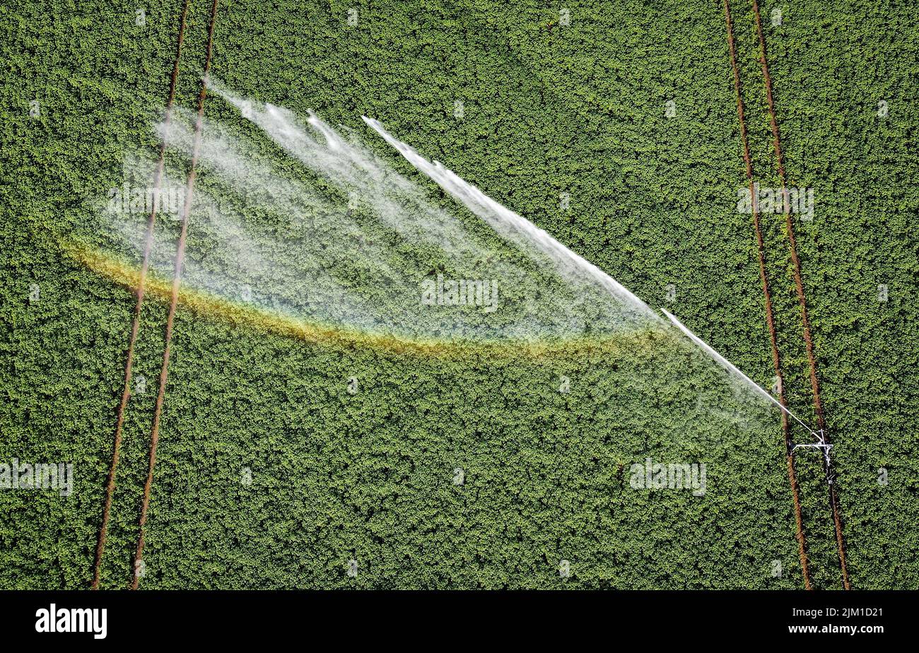 2022-08-04 09:14:07 'S-GRAVENDEEL - immagine drone di un impianto sprinkler ad acqua di un agricoltore che irriga la sua terra. A causa della siccità nei Paesi Bassi, si è verificata una carenza di acqua, motivo per cui i campi vengono irrigati artificialmente. Foto: ANP / Hollandse Hoogte / Jeffrey Groeneweg netherlands out - belgium out Foto Stock