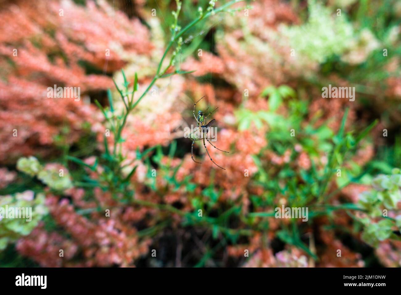 Spider su un web con bella multicolore Wild hydrangea fioritura, Foto Stock