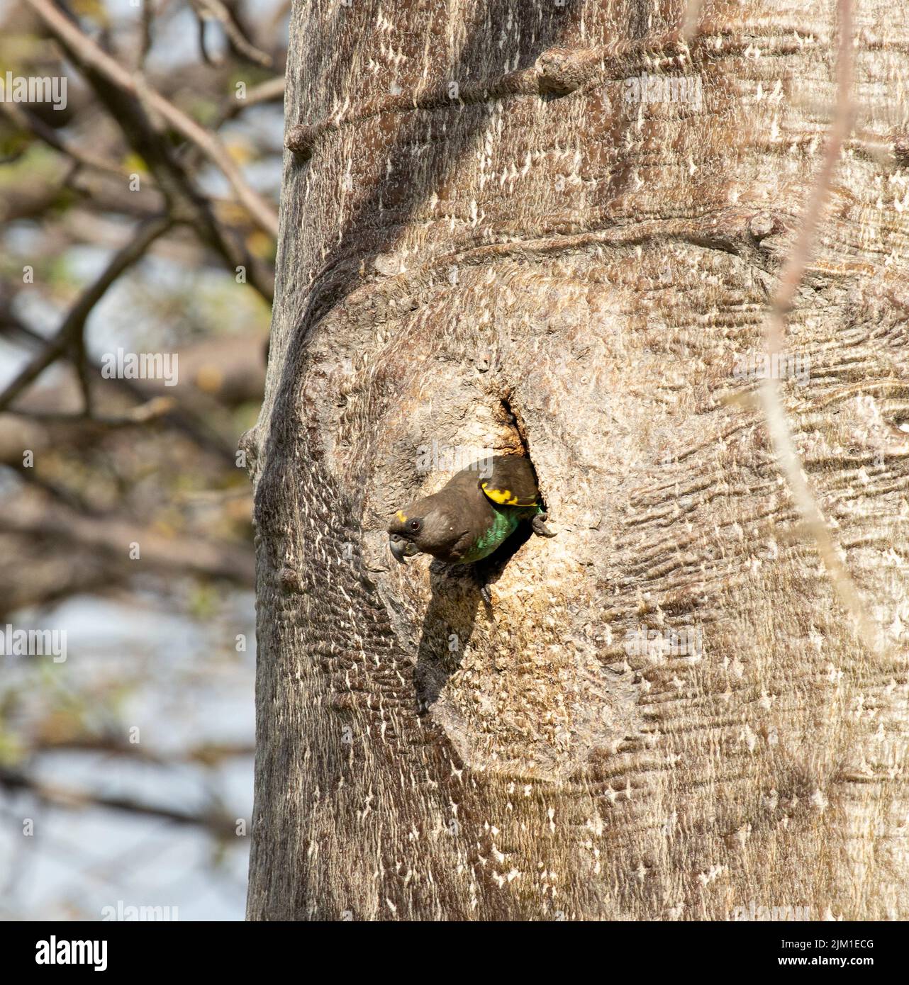 Un pappagallo marrone emerge da esso nidificare in un buco nel tronco di un Baobab. Questi piccoli pappagalli sono membri comuni e diffusi della famiglia Foto Stock