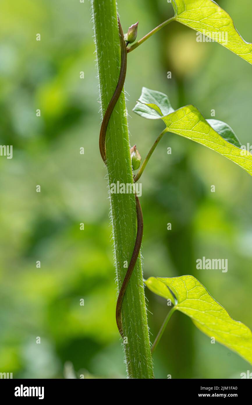 Siepe Bindweed: Calystegia sepium. Avvolge Hogweed Foto Stock