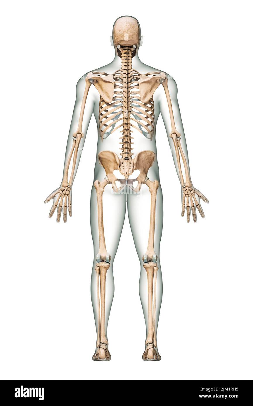 Vista posteriore o posteriore del sistema scheletrico umano accurato con ossa scheletriche e corpo maschio adulto isolato su sfondo bianco 3D rappresentazione illustrante Foto Stock