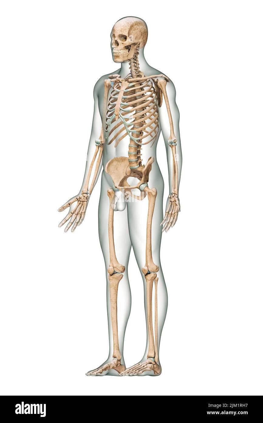 Vista anteriore di tre quarti del sistema scheletrico umano accurato con ossa scheletriche e corpo maschio adulto isolato su sfondo bianco 3D rendering illust Foto Stock
