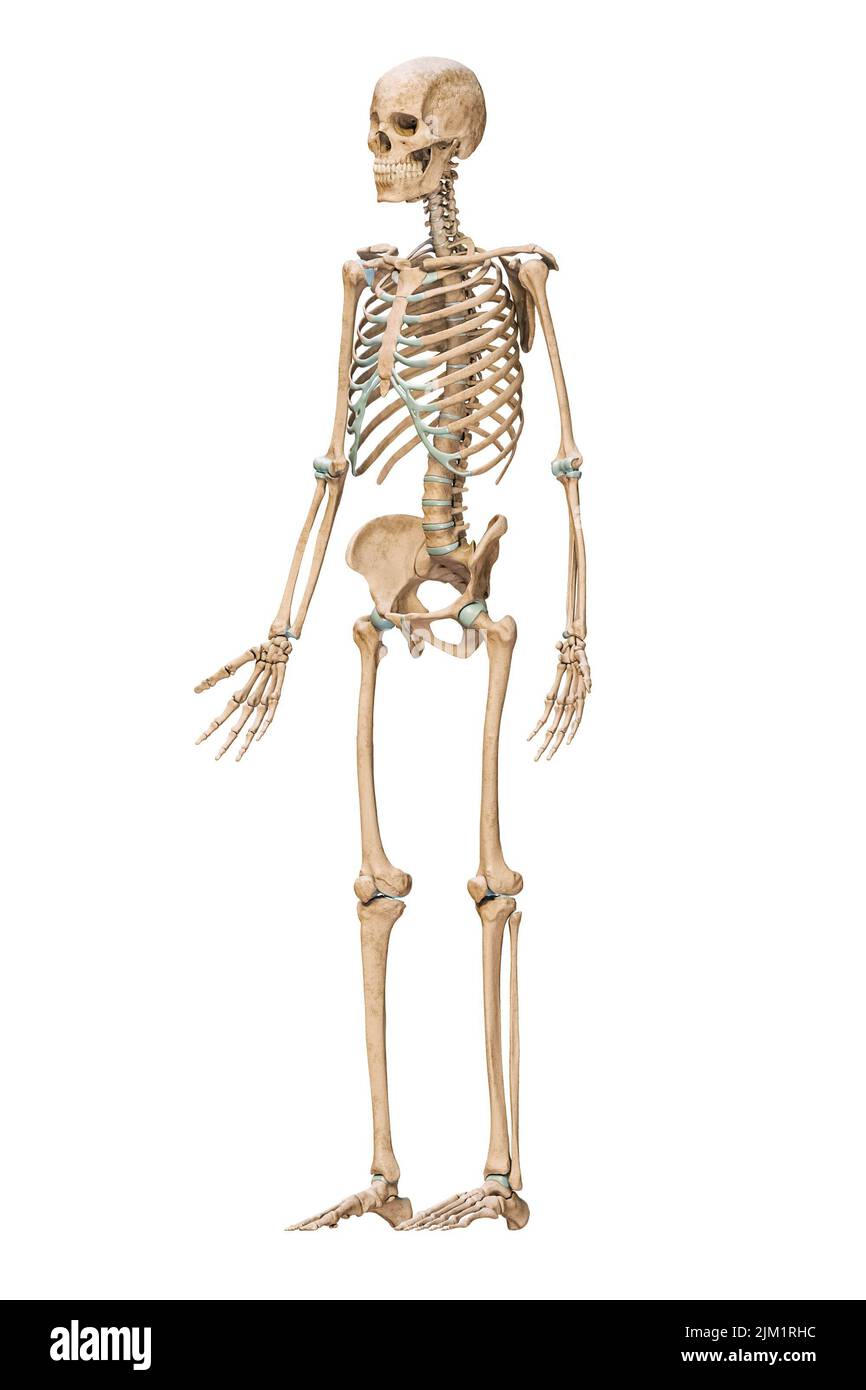 Vista anteriore di tre quarti del sistema scheletrico umano accurato con ossa scheletriche di maschio adulto isolate su sfondo bianco 3D illustrazione di rappresentazione Foto Stock