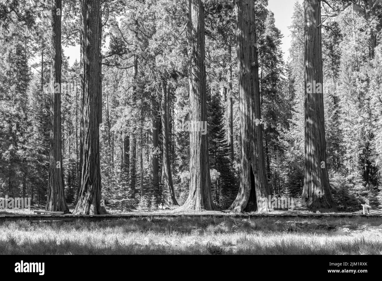 Enorme sequoia alberi nel luogo chiamato prato nel parco nazionale Sequoia albero, Stati Uniti Foto Stock