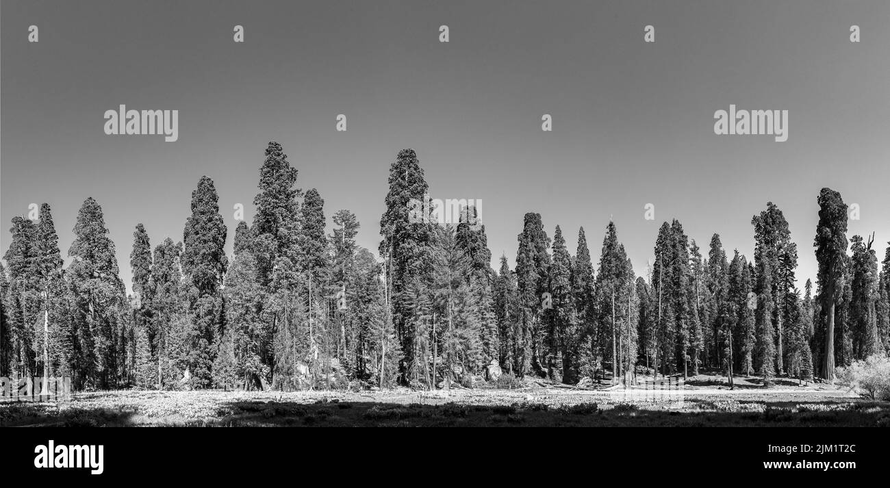 Enorme sequoia alberi nel luogo chiamato prato nel parco nazionale Sequoia albero, Stati Uniti Foto Stock