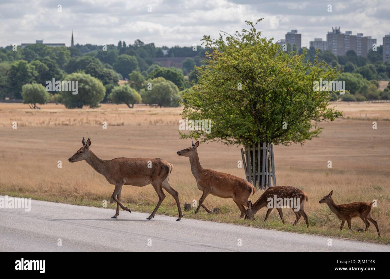 Richmond Park, Londra, Regno Unito. 4 agosto 2022. Le condizioni di siccità continuano intorno a Londra e nel sud-est dell'Inghilterra. La prateria di Richmond Park è simile alla paglia dopo settimane senza pioggia e con temperature sopportate di 40 gradi. Il tempo caldo senza previsioni di pioggia è attualmente dovuto continuare nella regione fino a metà agosto. Credit: Malcolm Park/Alamy Live News Foto Stock