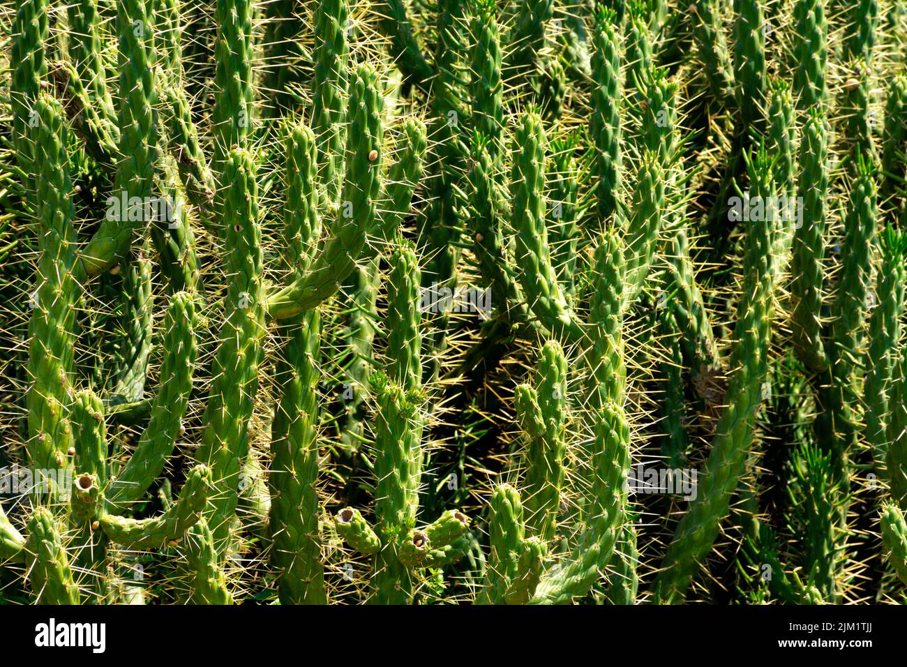 Grande cactus selvatico Austrocylindropuntia subulata exaltata con molti rami e con spine luminose contro la luce. Immagine orizzontale Foto Stock