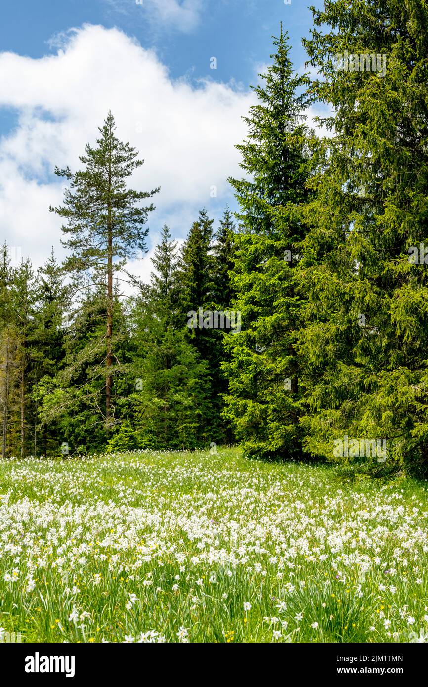 Österreich, Niederösterreich, Narzissenblüte (Narcissus radiiflorus) beim Krumbachsattel an der L 101 zwischen Gscheid und Ulreichsberg Foto Stock