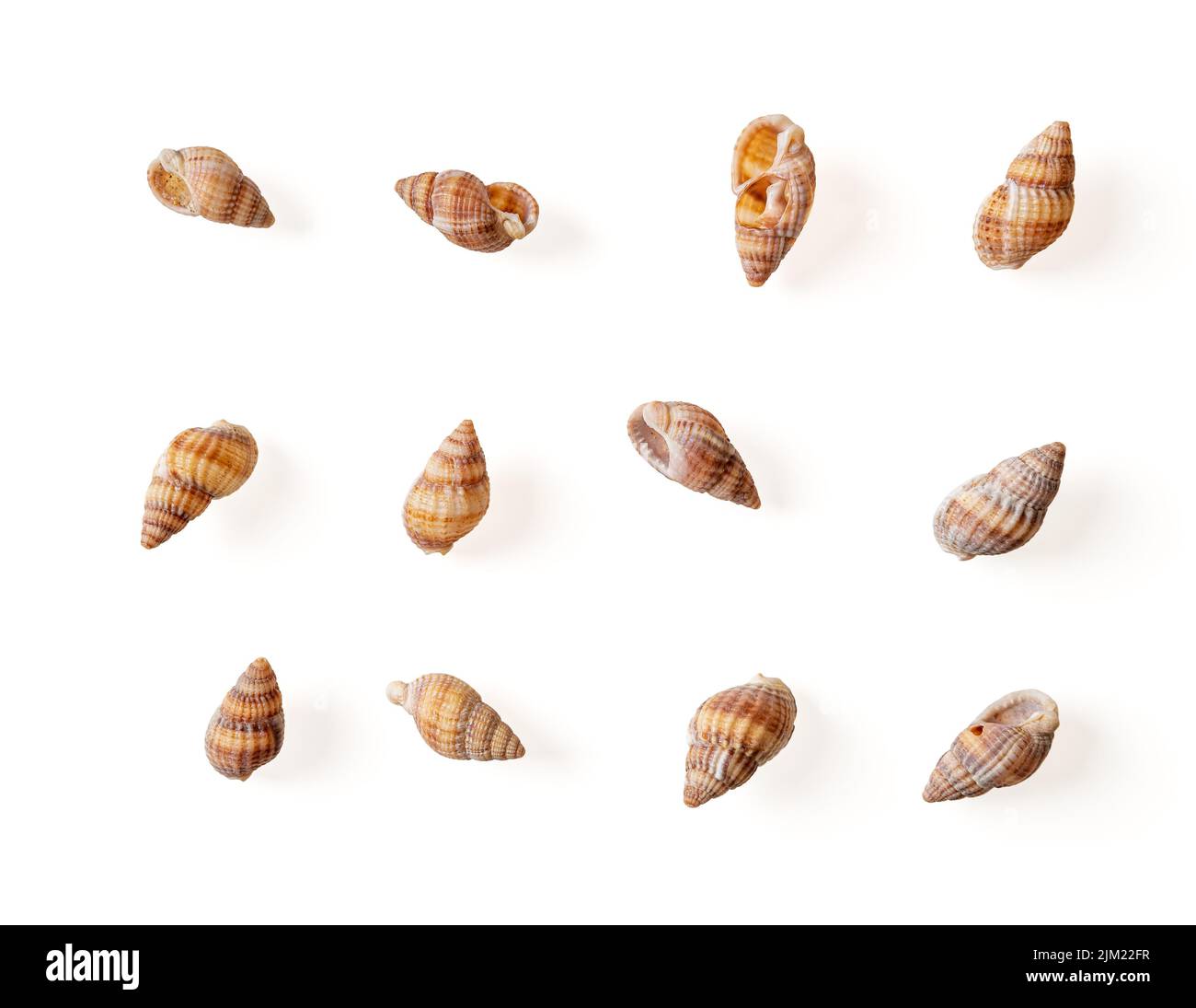 Set di gusci vuoti cuccioli di cane annodati isolati su sfondo bianco. Piccola chiocciola di mare Tritia reticolata conchiglie a spirale intagliate. Particolare della lumaca di fango di nassa Foto Stock