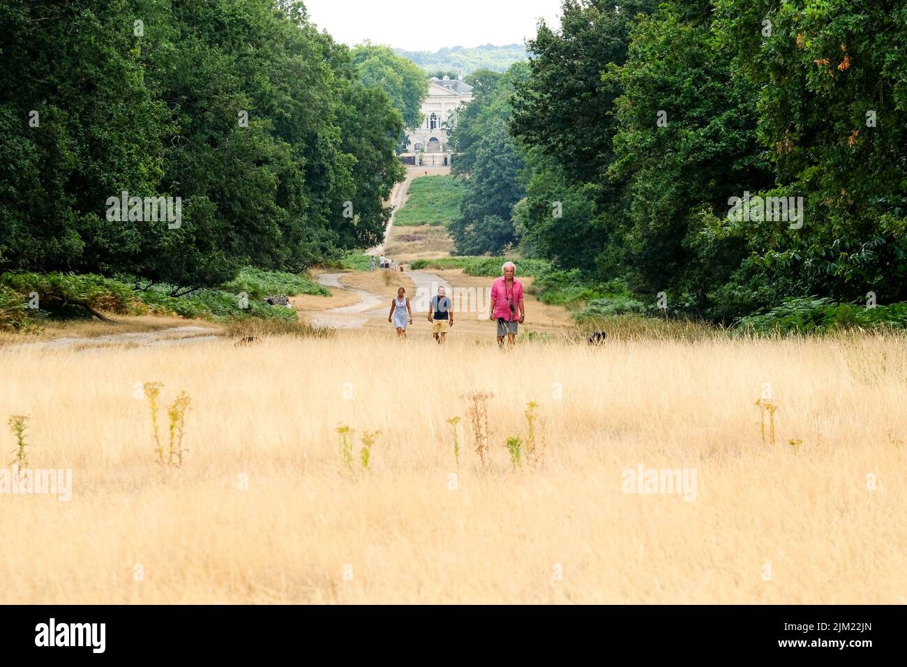 Richmond Park, Londra, Regno Unito. 4th ago 2022. UK Meteo: Avvisi di siccità. Scene secche Richmond Park, Londra. Credit: Matthew Chattle/Alamy Live News Foto Stock