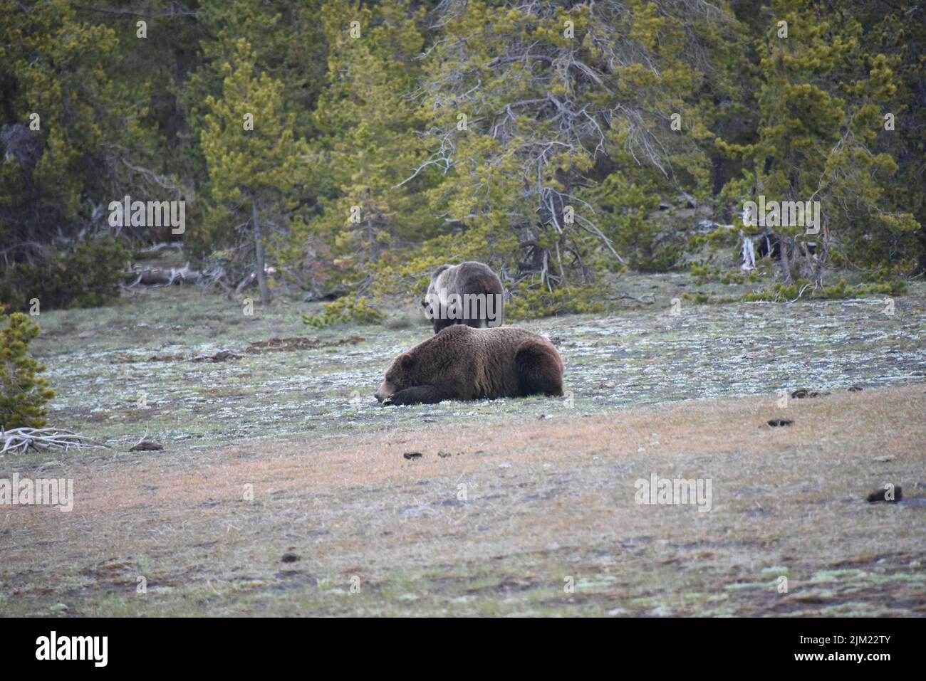 Parco Nazionale di Yellowstone. U.S.A. Griizzle cinghiale e semina molto vicino all'autostrada...forse 50 metri. L'orso grizzly (Ursus arctos horribilis), Foto Stock