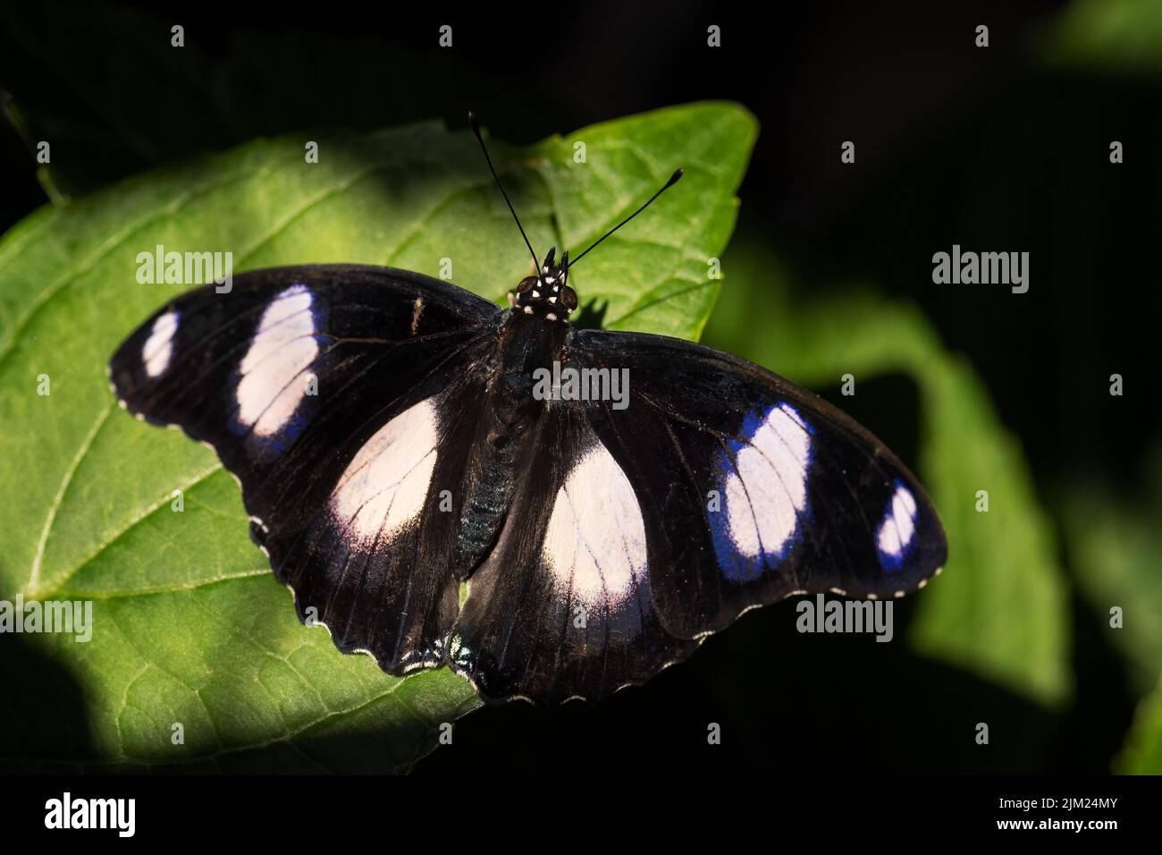 Danaid Eggfly - Hypolimnas misippus, bella farfalla colorata da giardini africani e prati, Etiopia. Foto Stock