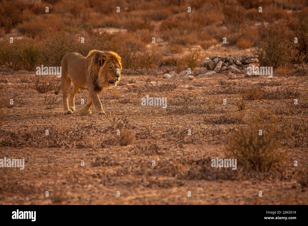 Leone maschio (Panthera leo) pattugliando il suo territorio nel Parco Nazionale Trans Frontier di Kgalagadi, Africa Meridionale Foto Stock
