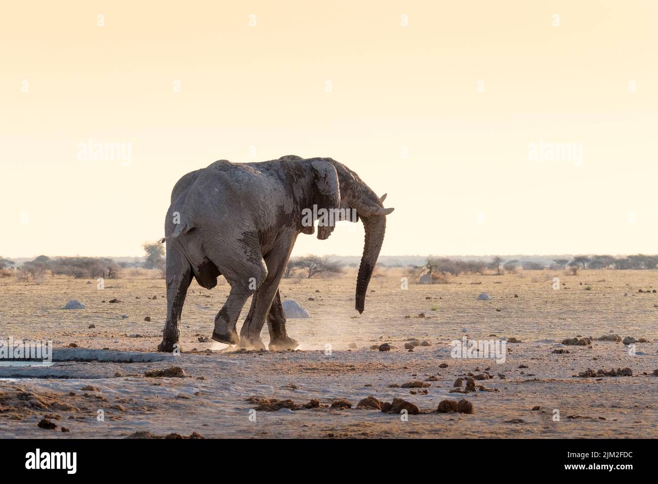 Elefante (Loxodonta africana) al pozzo. Nxai Pan, Makgadikgadi Pan, Botswana, Africa Foto Stock