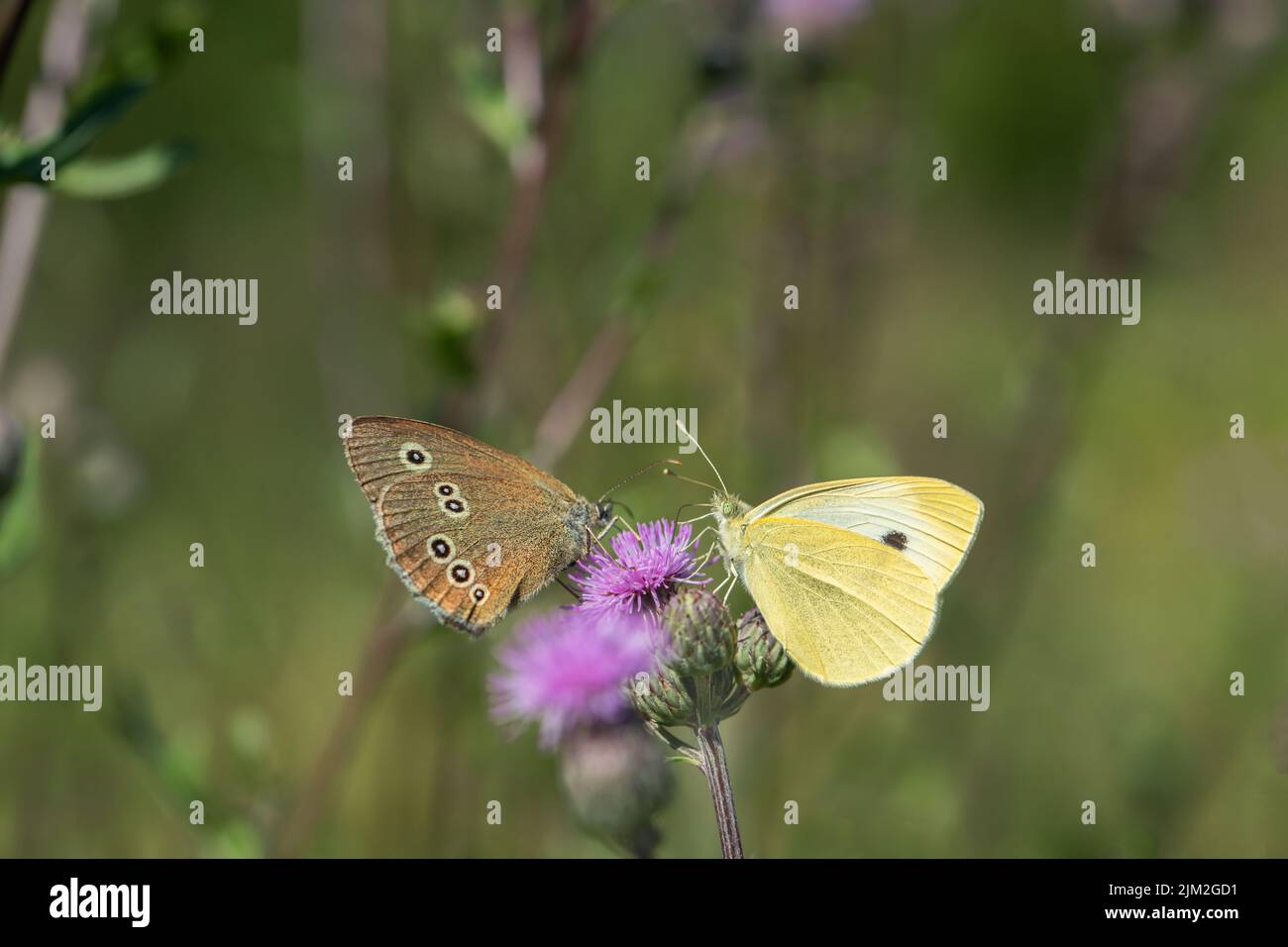 Piccola farfalla bianca di cavolo (Pieris rapae) e farfalla di boccoli (Aphantopus hyperantus). Foto Stock