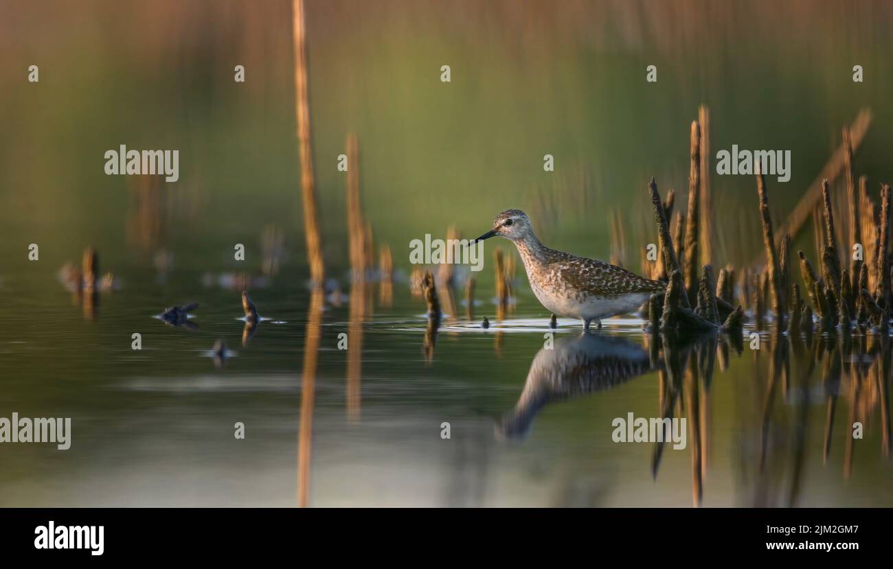 Tringa ocropus cammina in una pozza d'acqua e cerca cibo, la foto migliore. Foto Stock