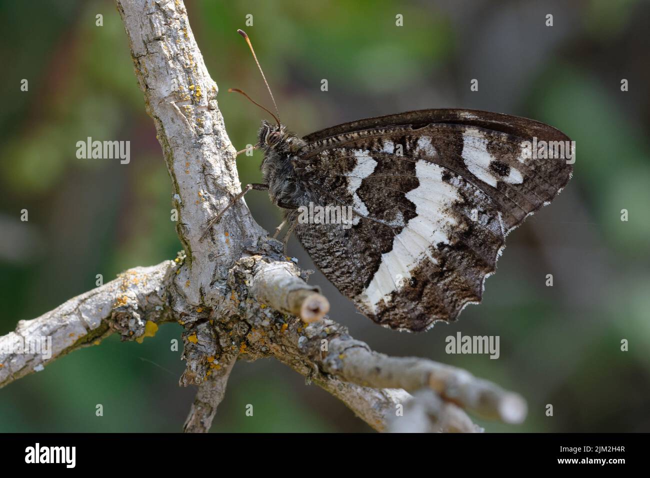 Grande graffiatura a fasce (brintesia cirse) su un ramo Foto Stock