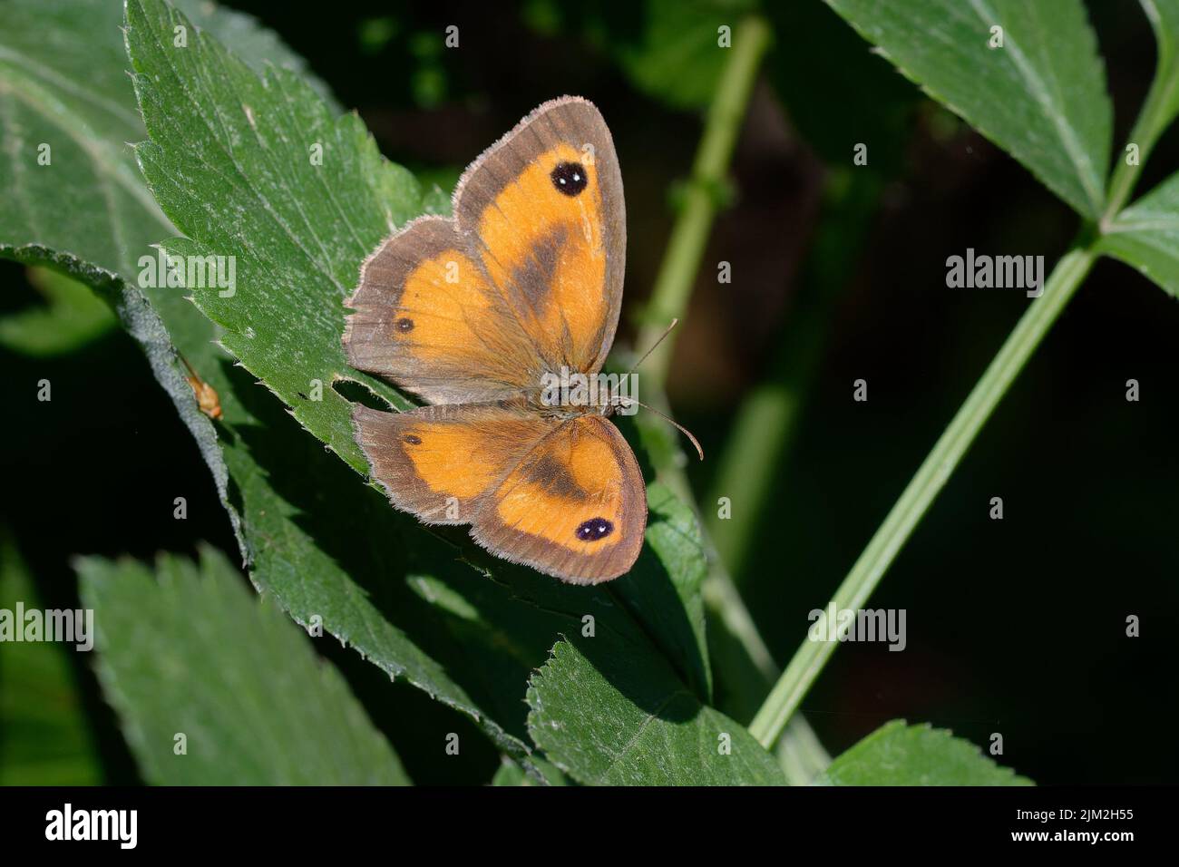Gatekeeper o siepe marrone (Pyronia tithonus) Foto Stock