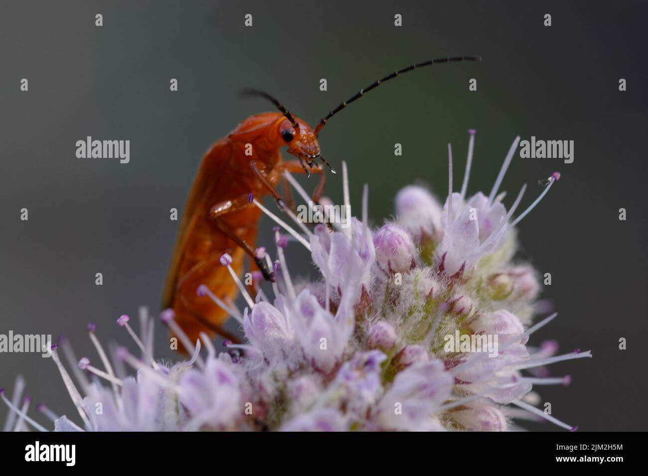 Scarabeo di soldato rosso comune o scarabeo di Bloodsucker o scarabeo di Bonking di Hogweed (Rhagonycha fulva) Foto Stock