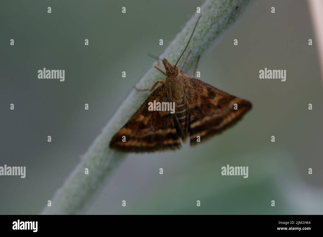 Perla di paglia-barrata (Pyrausta despicata) su una pianta Foto Stock