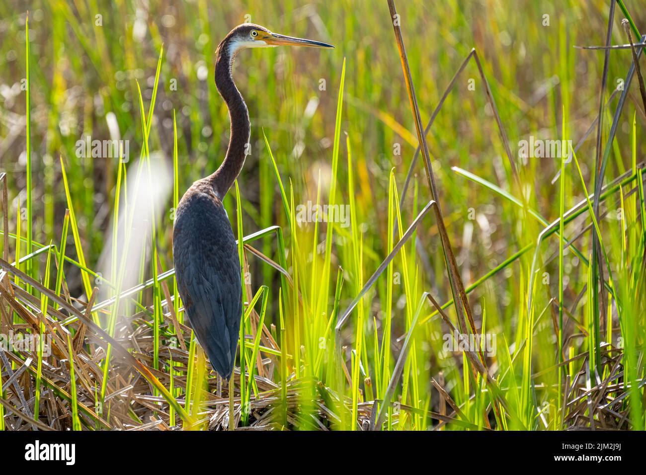 Airone tricolore (Egretta tricolore) tra le paludi sul fiume Guana in Ponte Vedra Beach, Florida. (USA) Foto Stock
