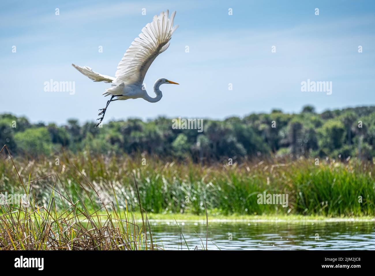 Elegante grande egret in volo lungo il fiume Guana in Ponte Vedra Beach, Florida. (USA) Foto Stock