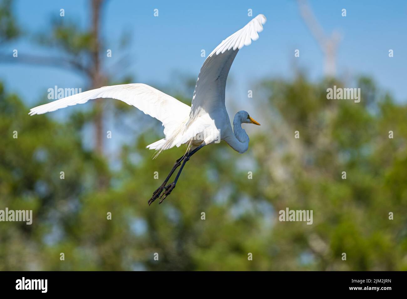 Elegante grande egret in volo al Fort Mose Historic state Park a St. Augustine, Florida. (USA) Foto Stock