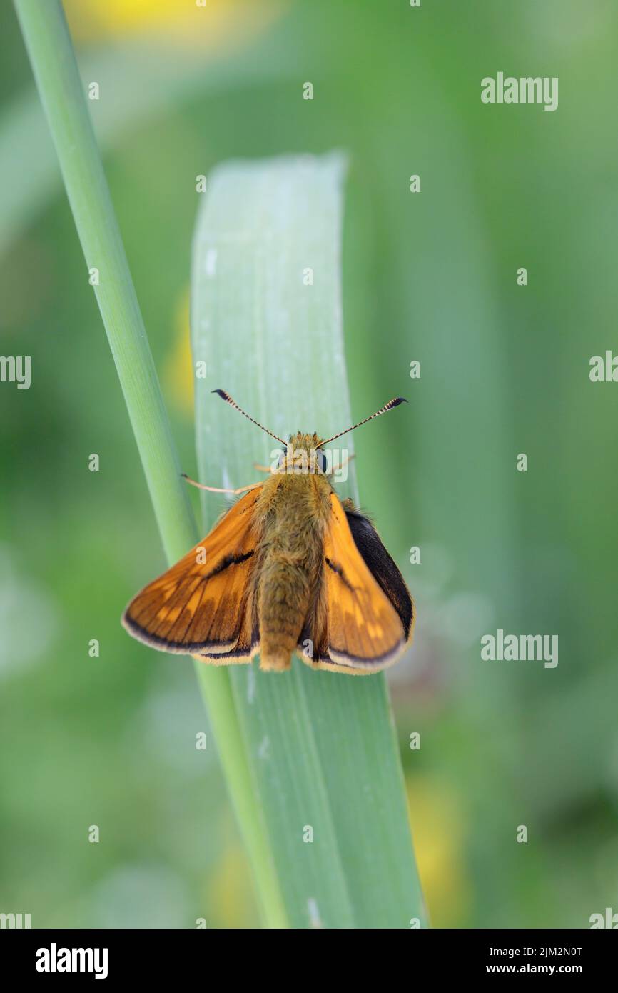 Skipper maschio grande (Ochlodes sylvanus). Foto Stock