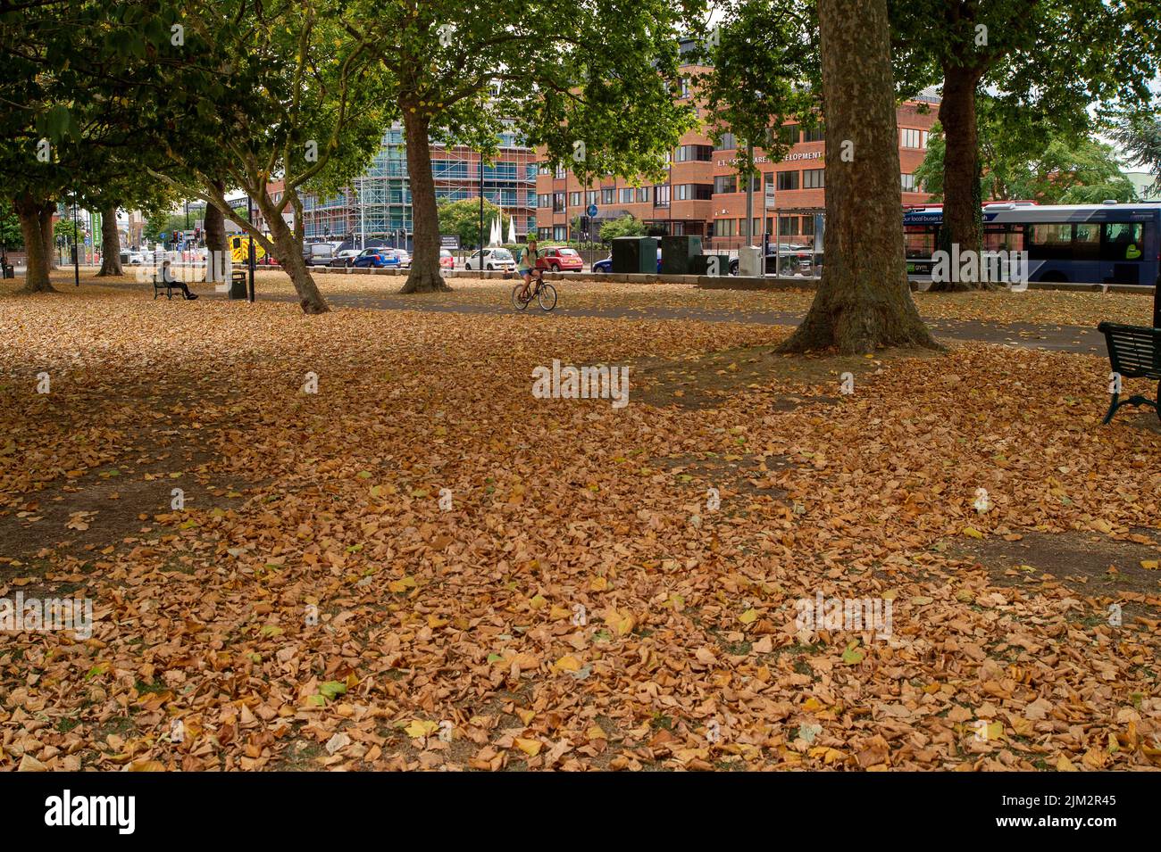 Slough, Berkshire, Regno Unito. 4th Agosto 2022. In scene più reminiscenti dell'autunno, le foglie si stendono a terra nel Salt Hill Park, mentre cadono fuori dagli alberi di lime a causa del continuo caldo e della mancanza di pioggia. Credit: Maureen McLean/Alamy Live News Foto Stock