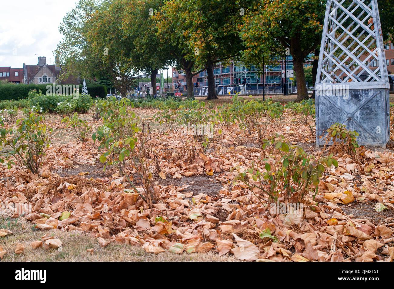 Slough, Berkshire, Regno Unito. 4th Agosto 2022. In scene più reminiscenti dell'autunno, le foglie si stendono a terra nel Salt Hill Park, mentre cadono fuori dagli alberi di lime a causa del continuo caldo e della mancanza di pioggia. Credit: Maureen McLean/Alamy Live News Foto Stock