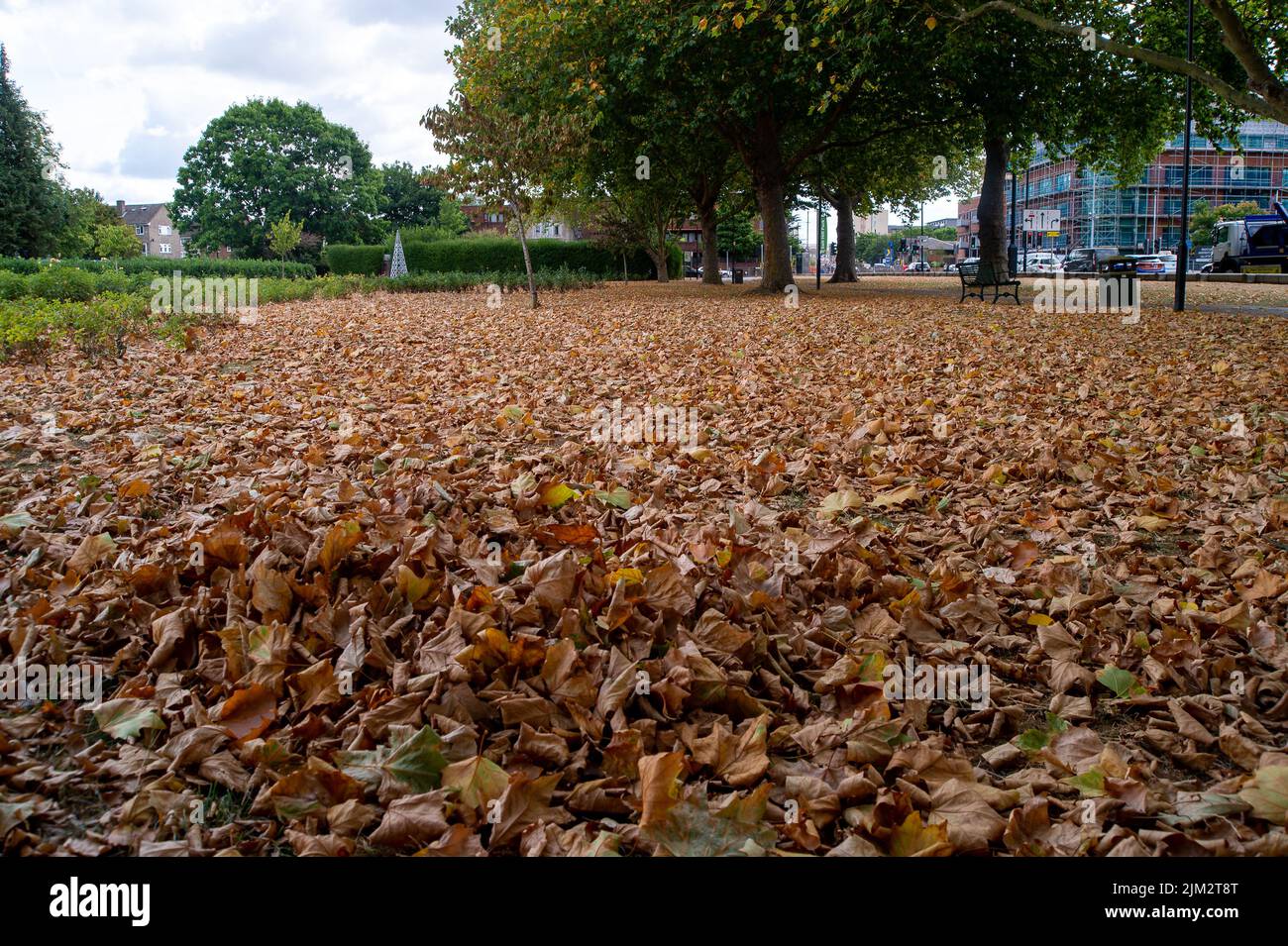 Slough, Berkshire, Regno Unito. 4th Agosto 2022. In scene più reminiscenti dell'autunno, le foglie si stendono a terra nel Salt Hill Park, mentre cadono fuori dagli alberi di lime a causa del continuo caldo e della mancanza di pioggia. Credit: Maureen McLean/Alamy Live News Foto Stock