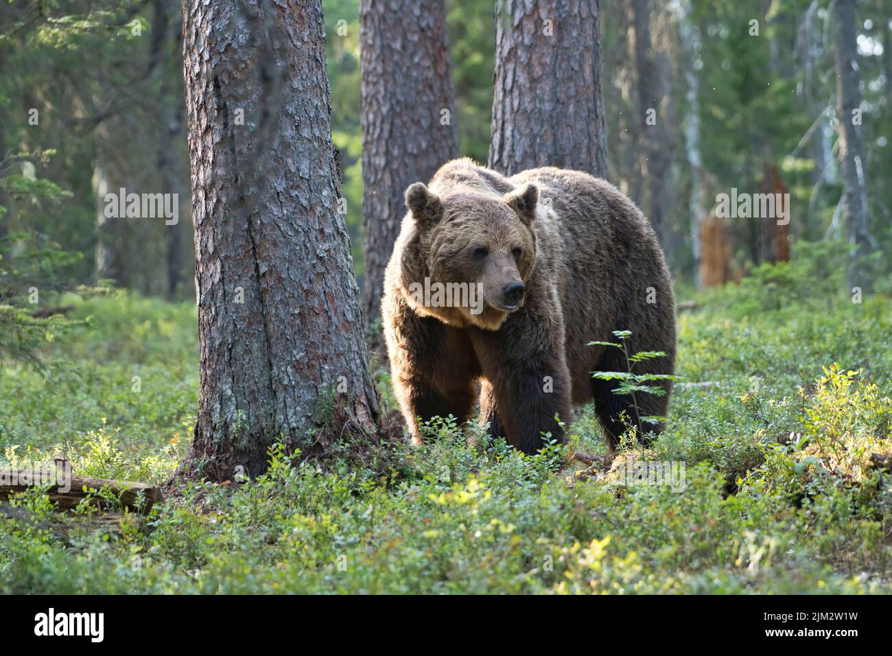 Orso bruno (Ursus arctos) nella foresta di taiga della Finlandia Foto Stock