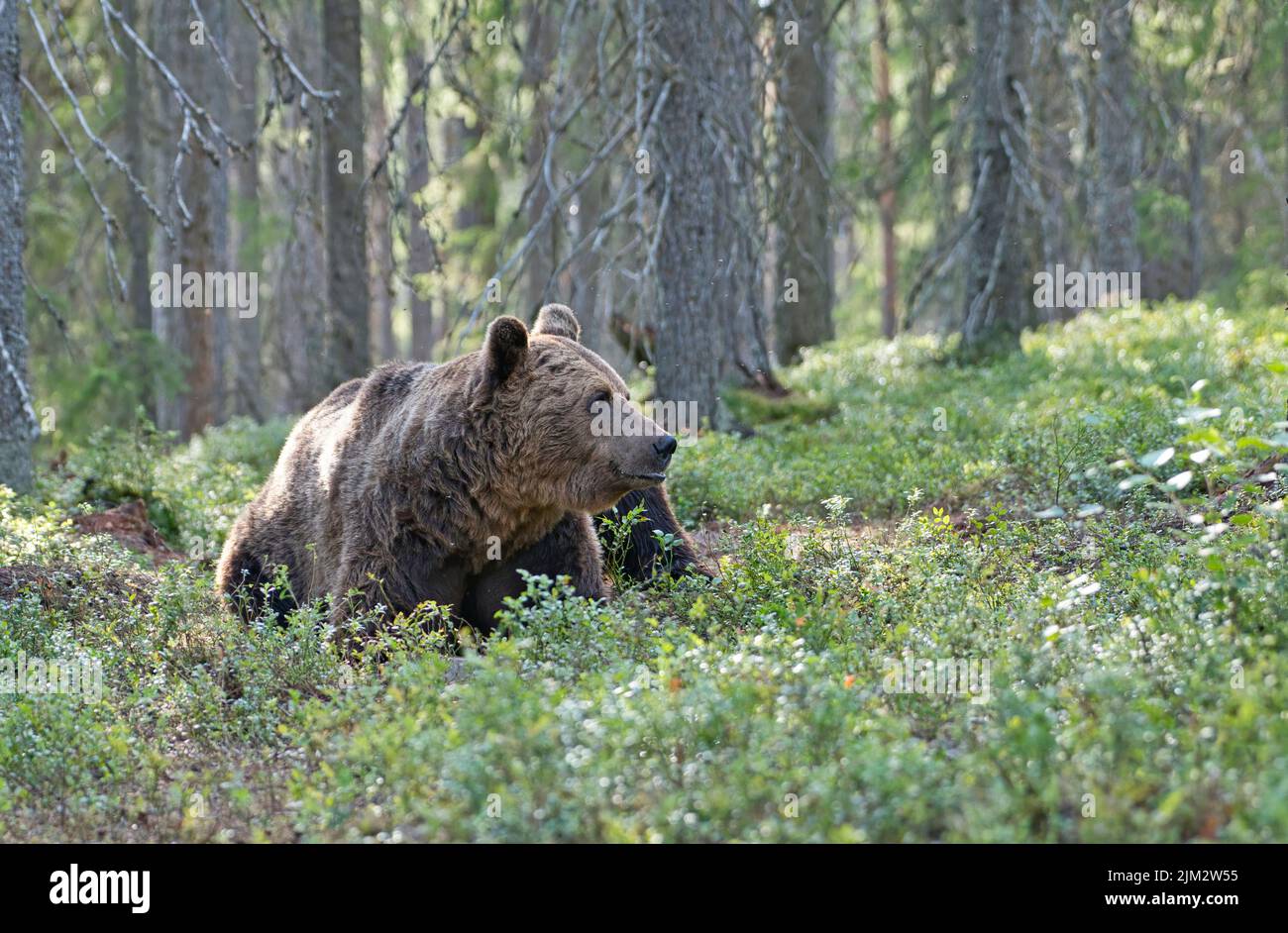 Orso bruno (Ursus arctos) nella foresta di taiga della Finlandia Foto Stock