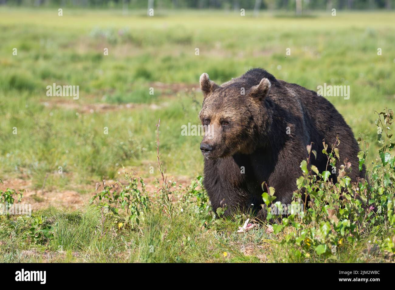 Orso bruno (Ursus arctos) in una radura nella foresta di taiga della Finlandia Foto Stock