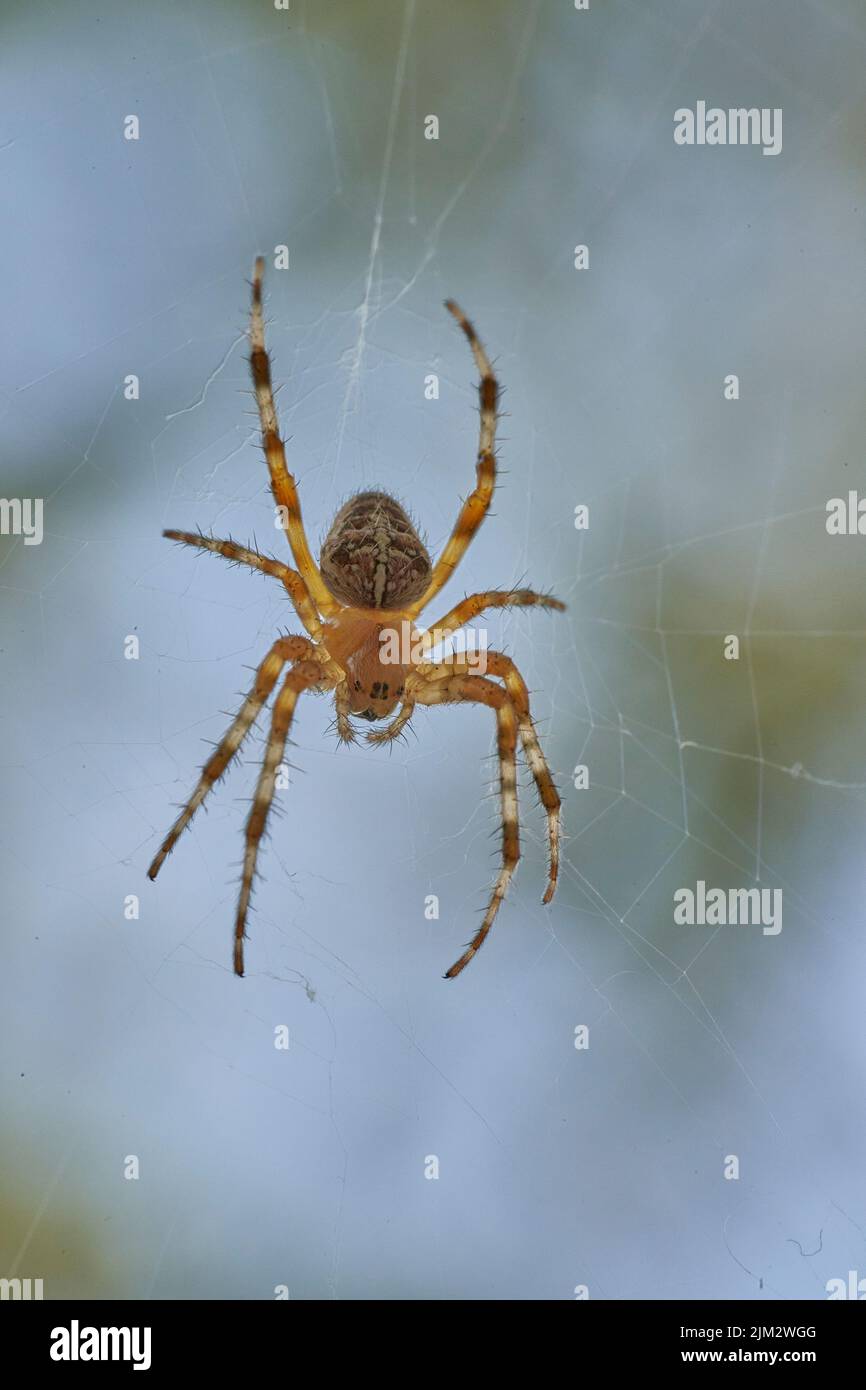 Araneus appartiene alla famiglia dei ragni comuni tessitori di orbo Foto Stock