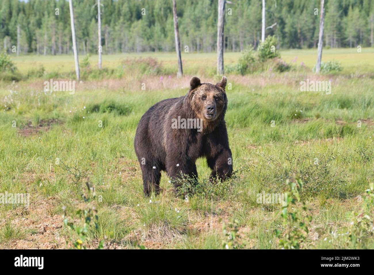 Orso bruno (Ursus arctos) in una radura nella foresta di taiga della Finlandia Foto Stock