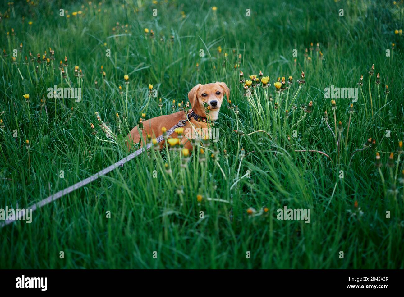 Carino zenzero cucciolo cane seduto in un erba con guinzaglio per il cane. Concetto di foto PET. Divertente doggy marrone seduto su un prato verde all'aperto. Foto di alta qualità Foto Stock