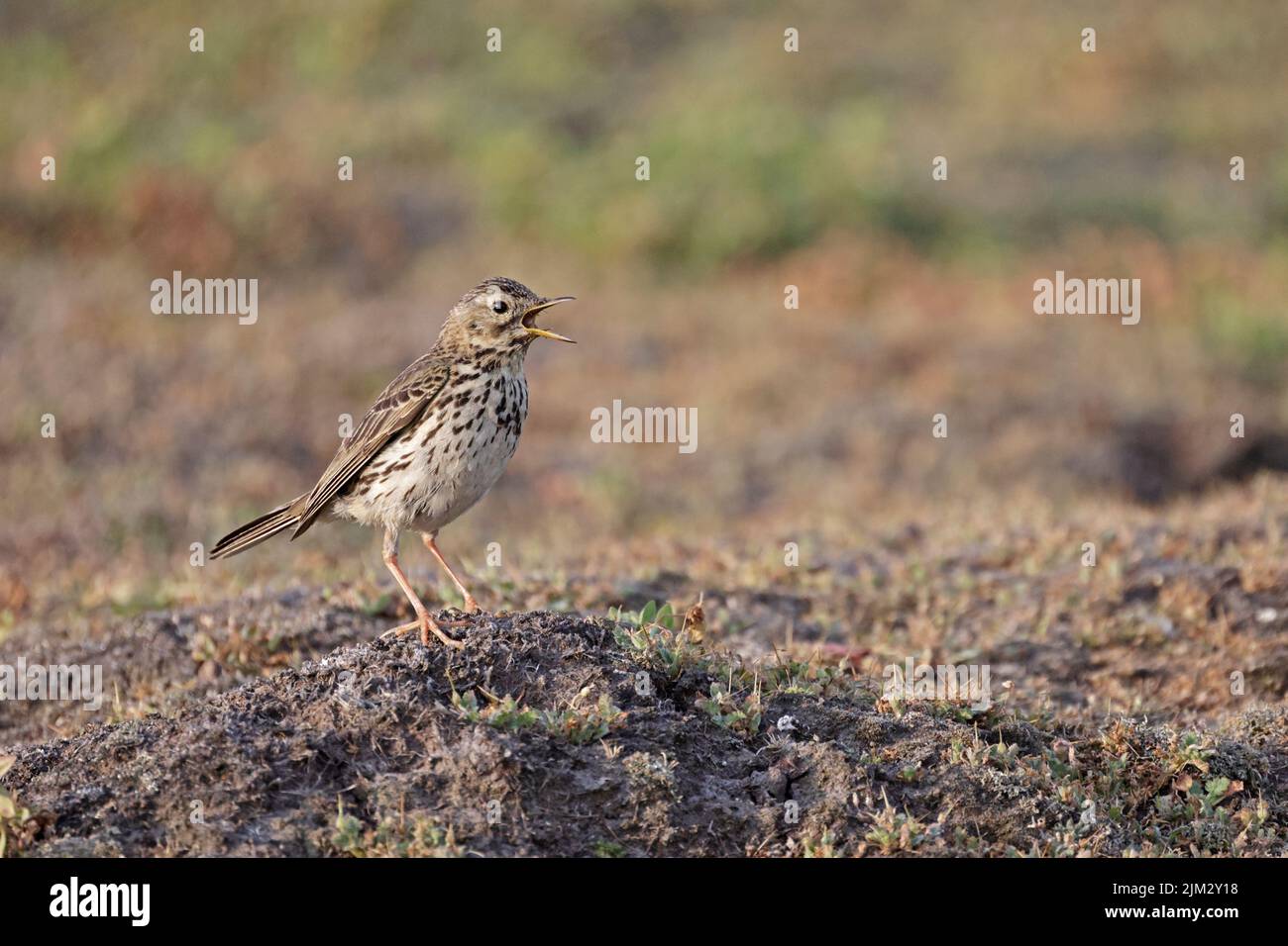 Meadow Pipit chiamata su Skokholm Galles UK Foto Stock