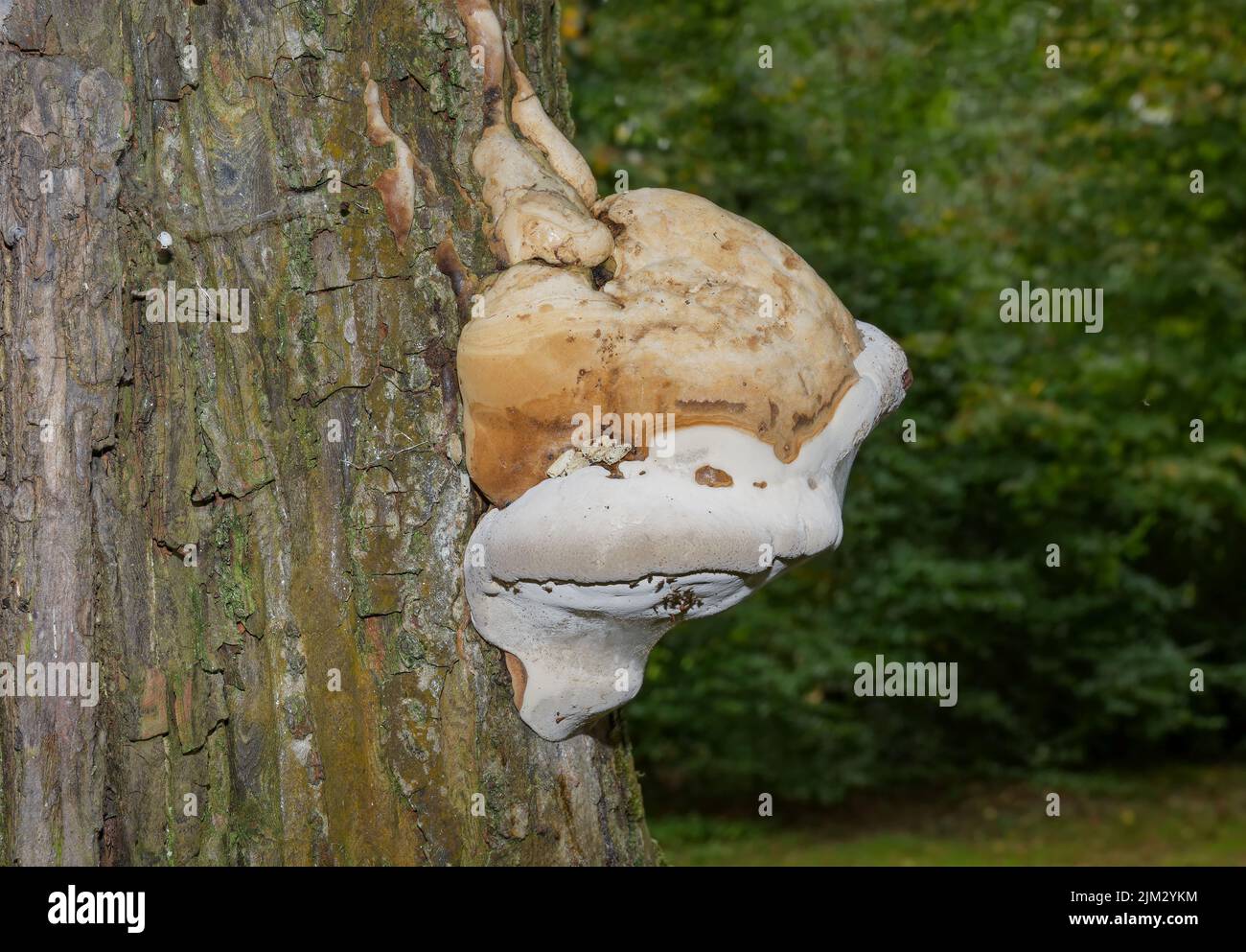 Fungo dello zoccolo (Fomes fomentarius) al tronco dell'albero, Germania Foto Stock