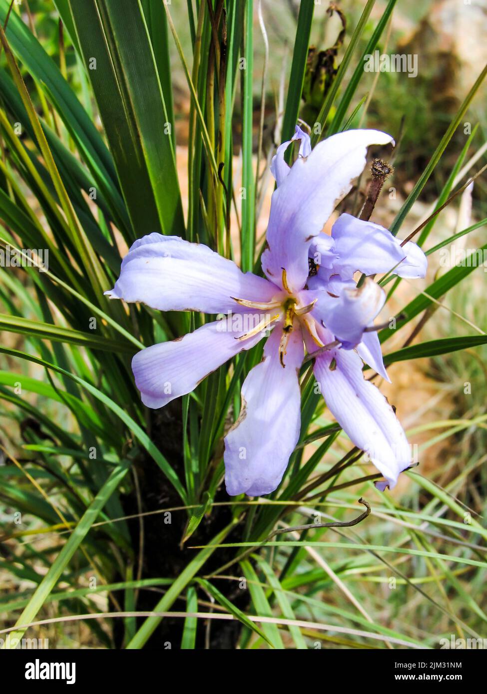Un fiore di colore viola chiaro di un giglio della bacchetta nera, Xerophyta retinervis Foto Stock
